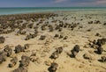 Stromatolite Royalty Free Stock Photo